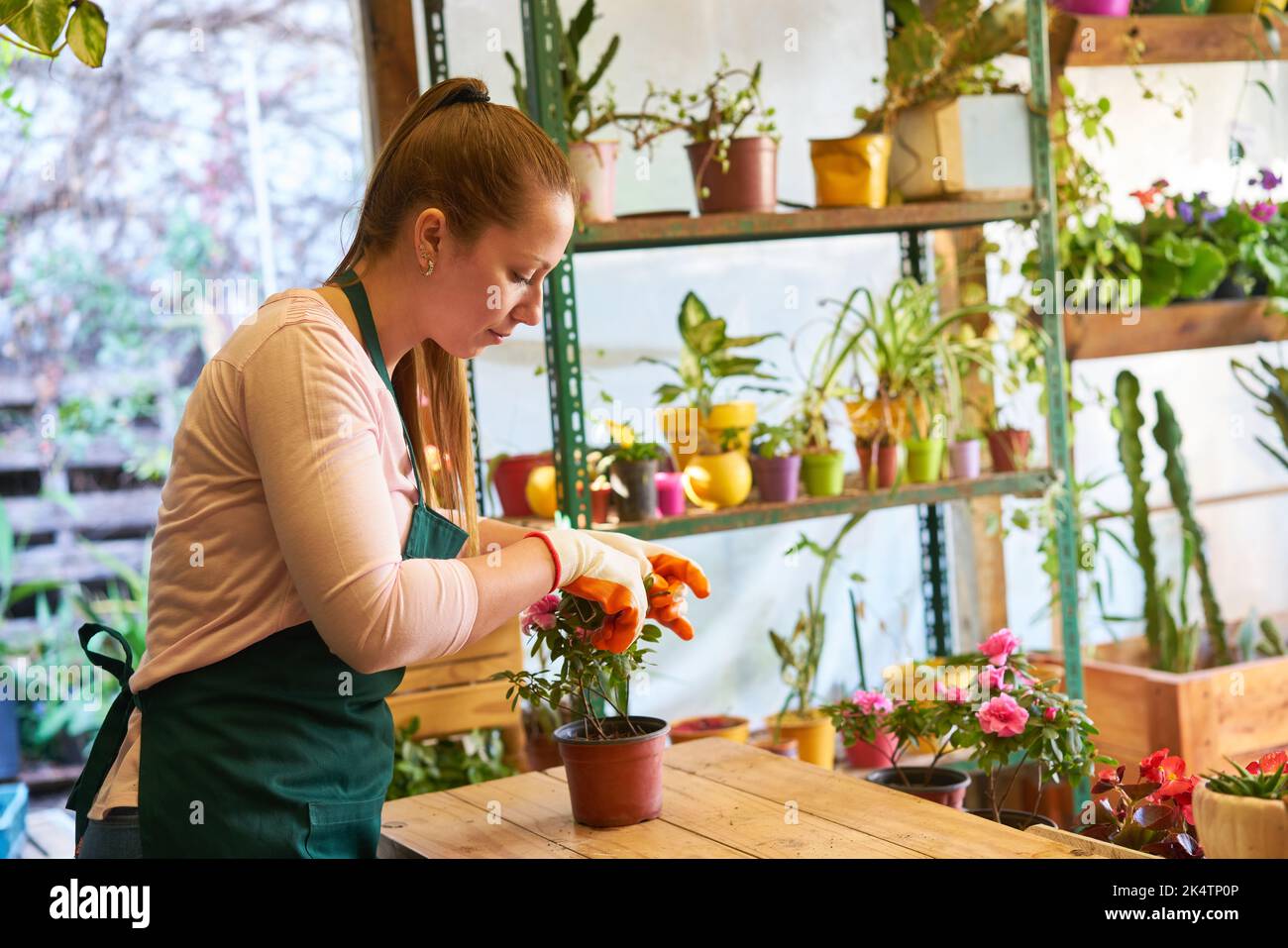 Fleuriste de soin des plantes fait l'élagage soigneux d'une fleur dans le fleuriste Banque D'Images