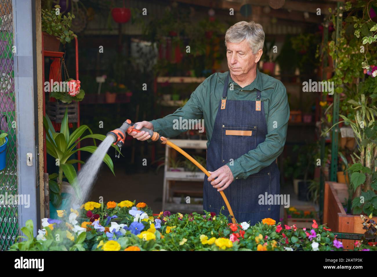 Jardinier âgé arroser les fleurs comme soin de plantes dans la boutique de fleurs de la pépinière Banque D'Images