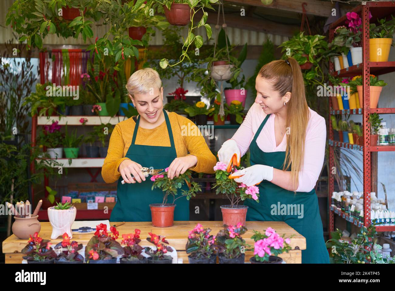 Deux fleuristes de la fleuriste s'occupant des plantes de maison font élaguer Banque D'Images