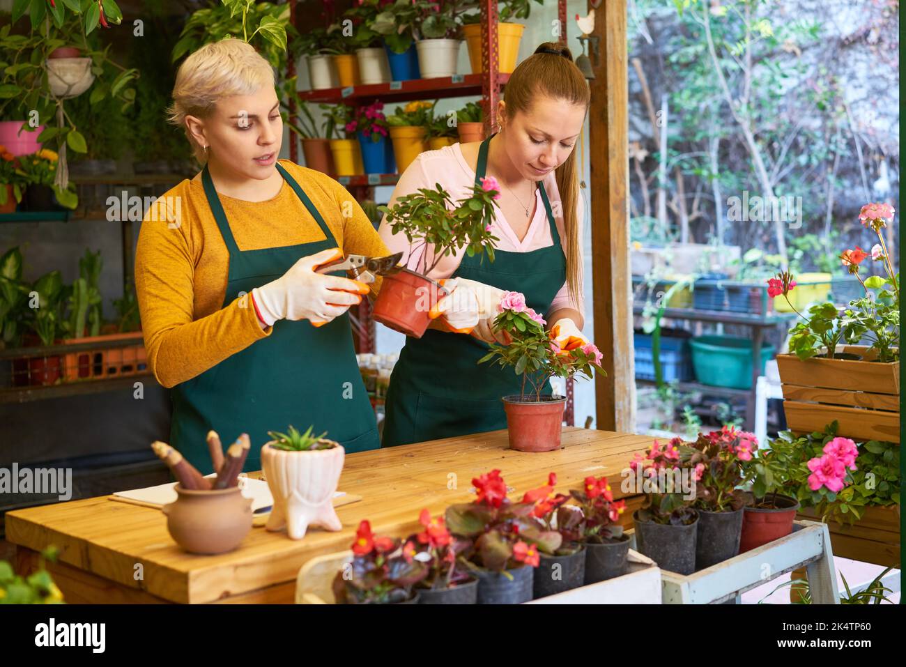 Deux jeunes fleuristes élagage des plantes d'intérieur comme fleuristes dans le fleuriste Banque D'Images