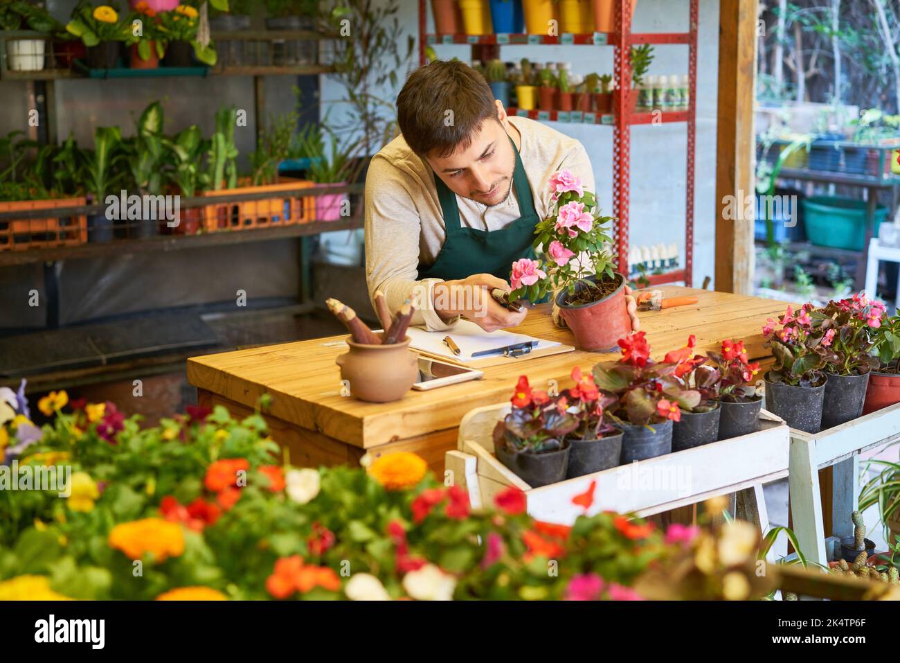 Fleuriste à la fleuriste ou à la pépinière lors de l'élagage d'une maison pour les soins Banque D'Images