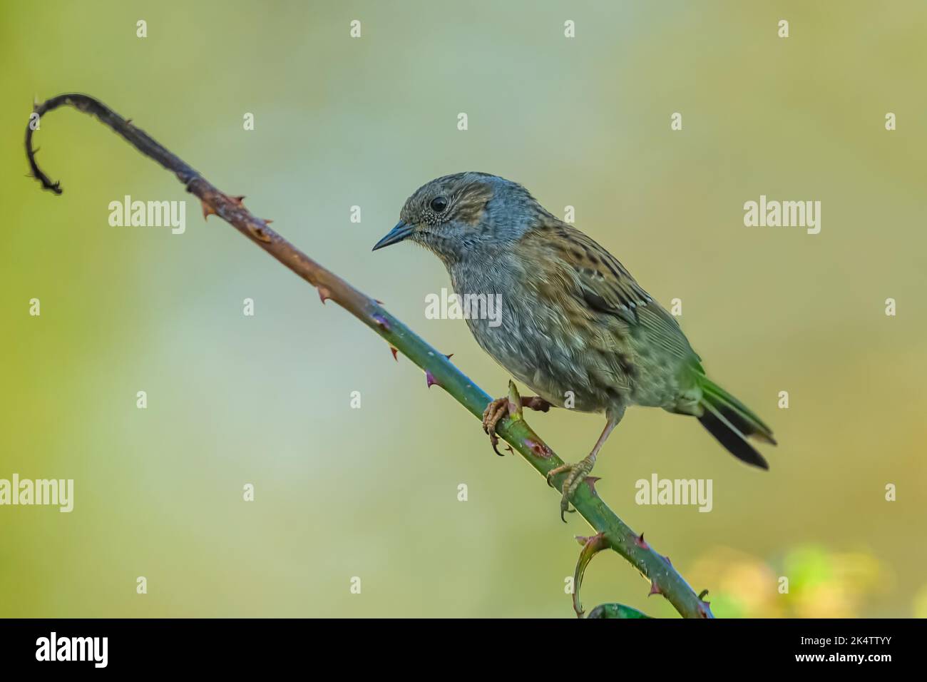 Un dunnock sur les branches roses avec un arrière-plan flou Banque D'Images