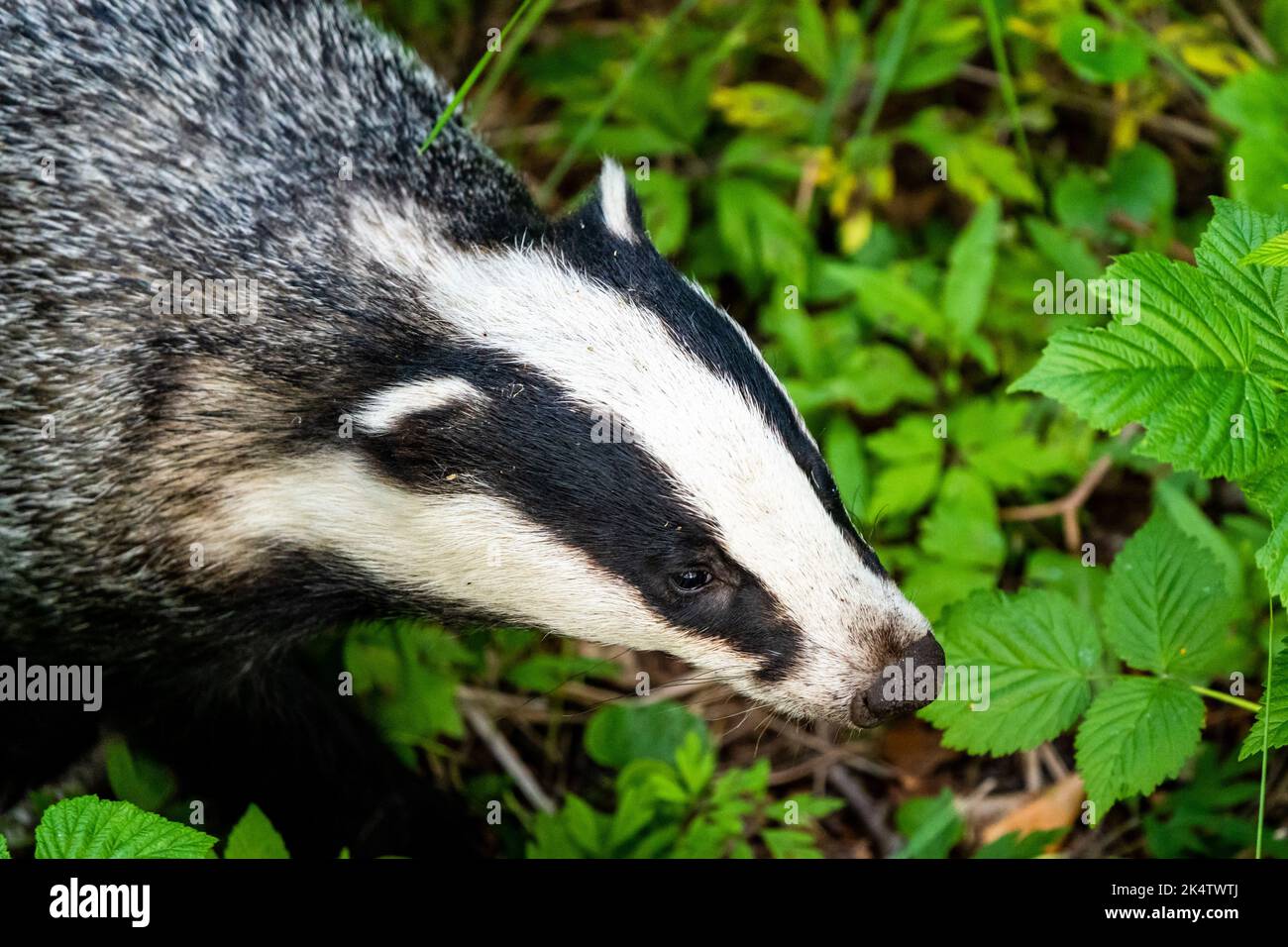 Badger Banque D'Images