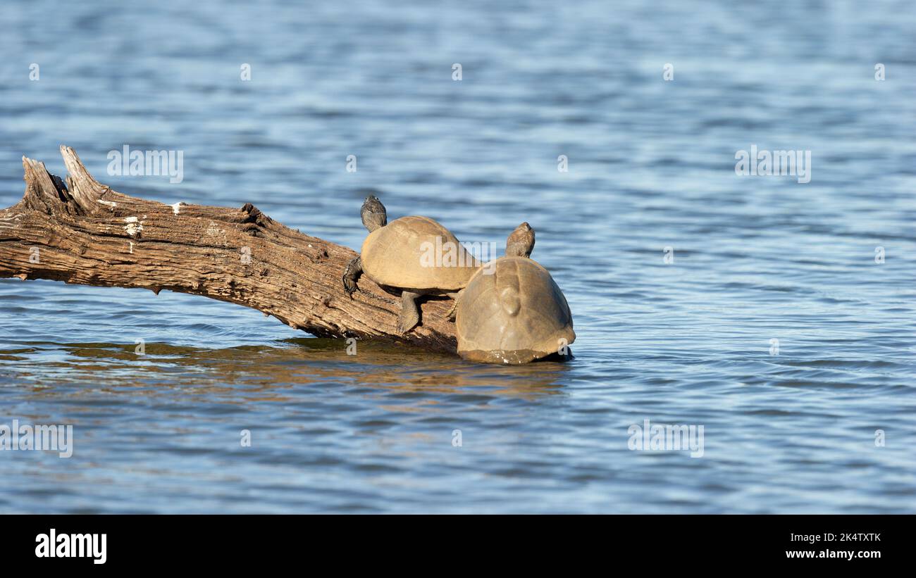 Terrapin articulé ( Pelusios sinuatus) Réserve naturelle de Pilanesberg, Afrique du Sud Banque D'Images