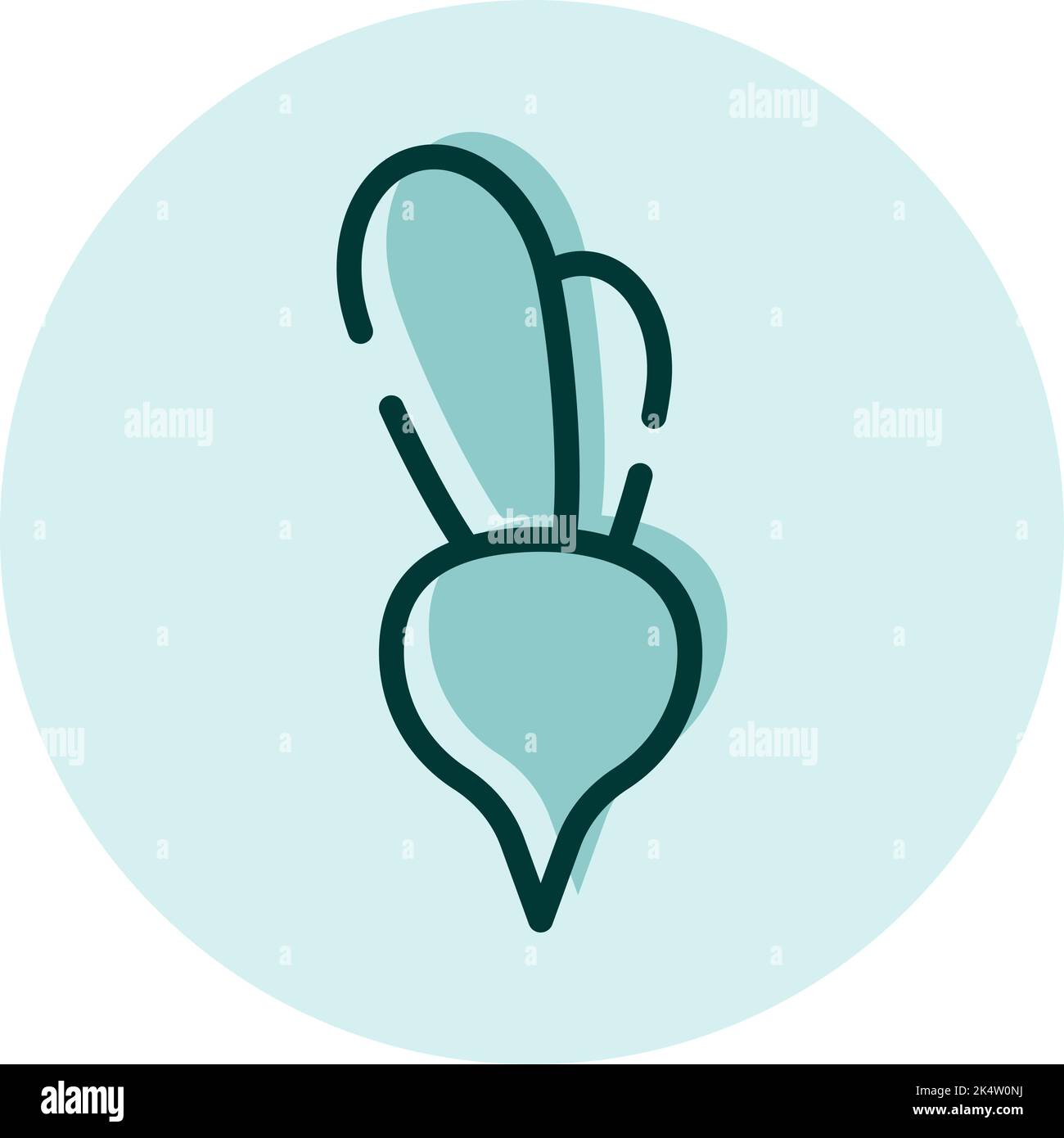 Radis frais, illustration, vecteur sur fond blanc. Illustration de Vecteur