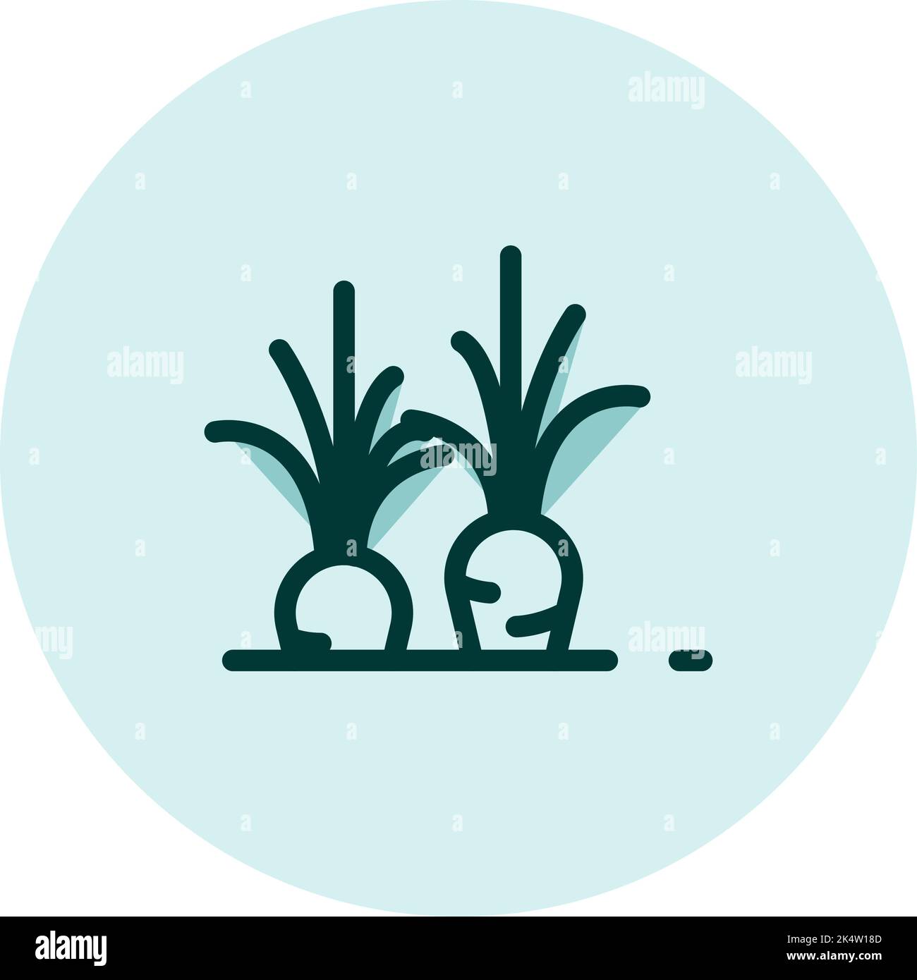 Culture de carottes, illustration, vecteur sur fond blanc. Illustration de Vecteur