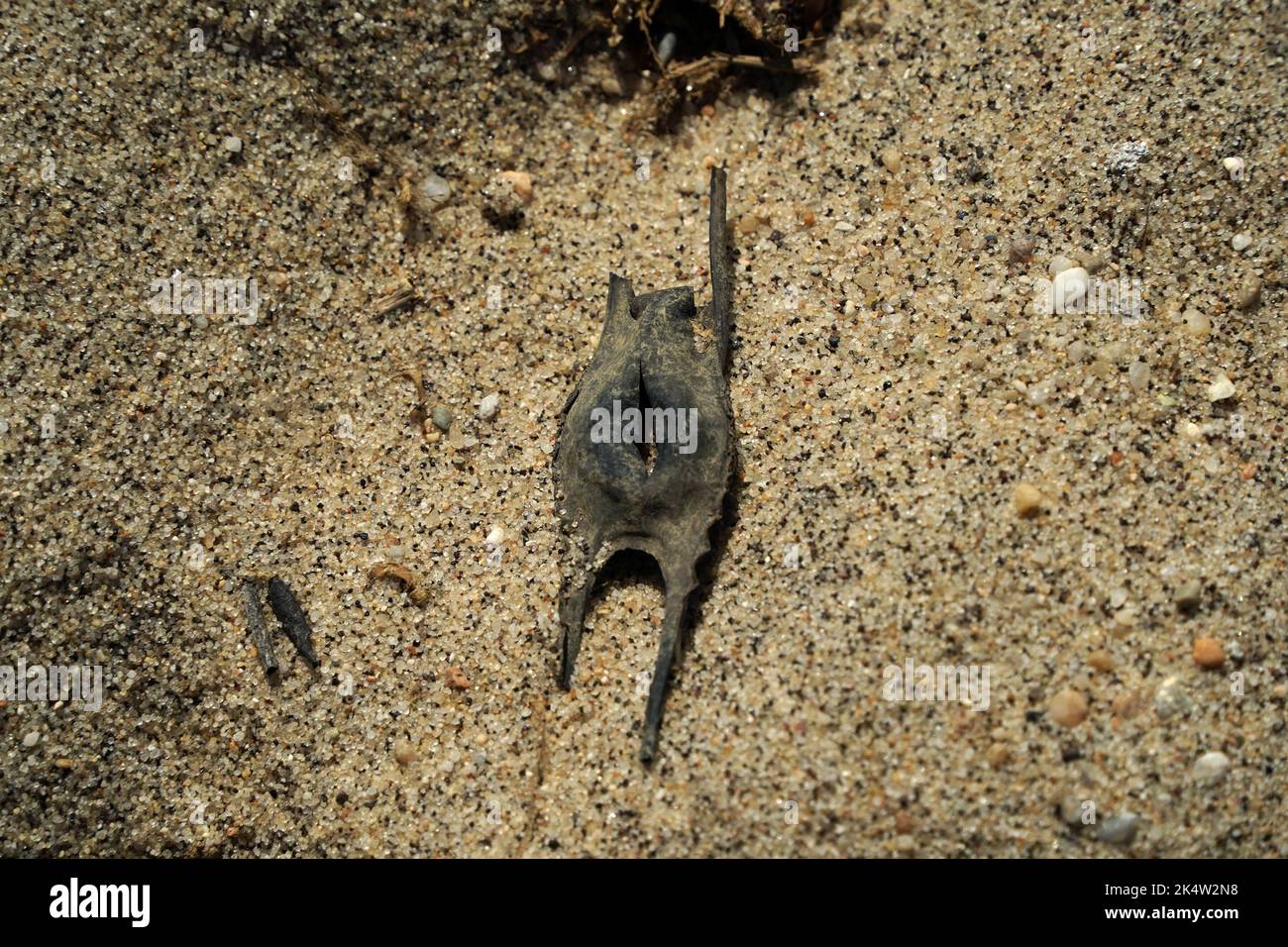 œuf de requin stingray sur la côte atlantique de l'île nantucket Banque D'Images