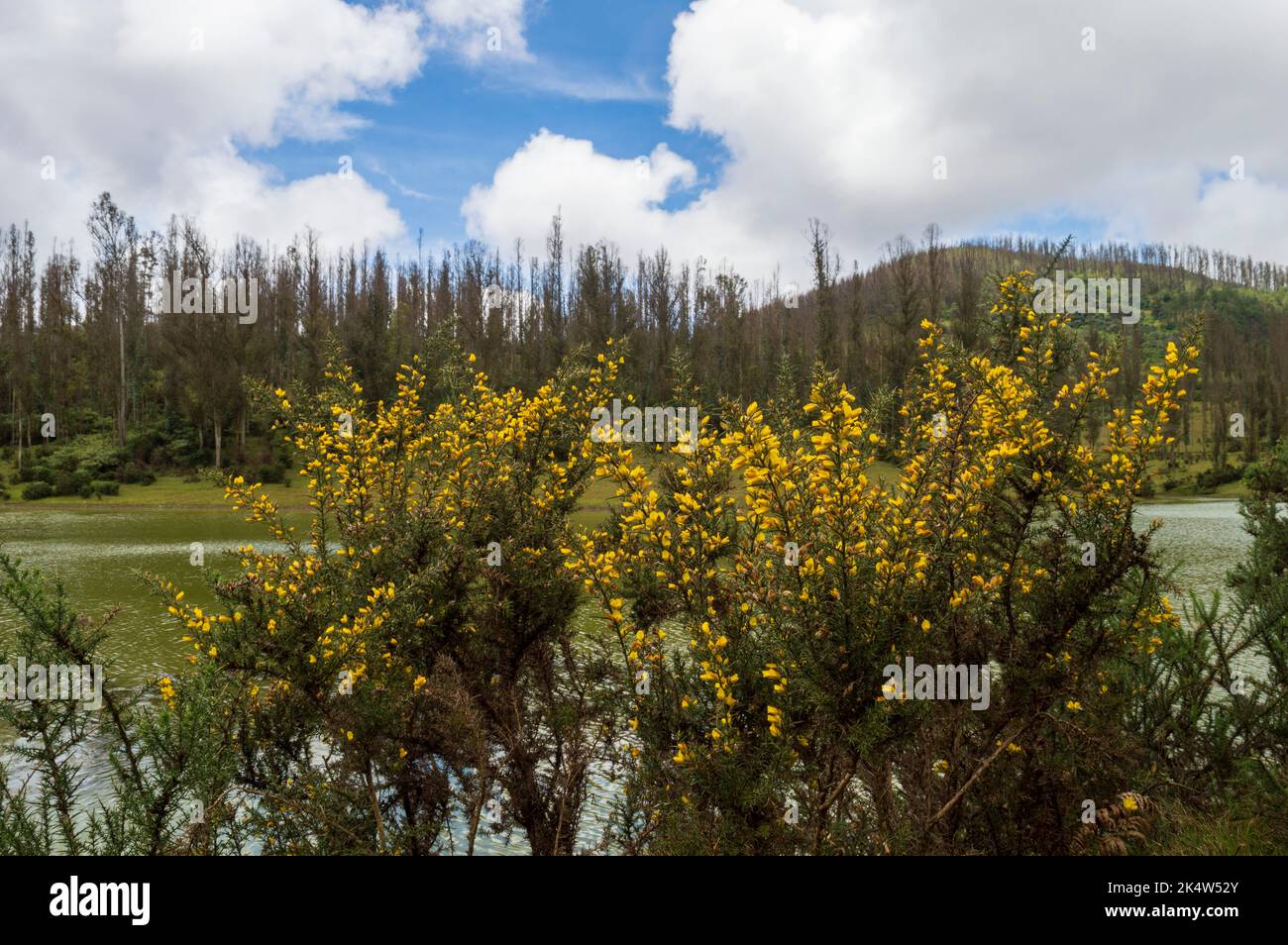La gorge commune est un arbuste robuste et toujours vert qui est répandu partout au Royaume-Uni. En médecine populaire irlandaise, il est largement utilisé pour traiter la toux, le rhume. Banque D'Images