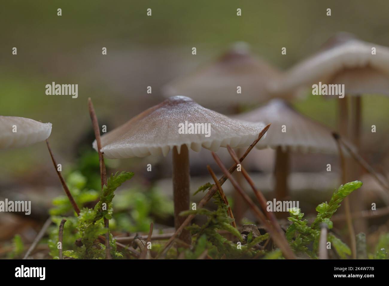 Macro de champignons en automne en automne Banque D'Images