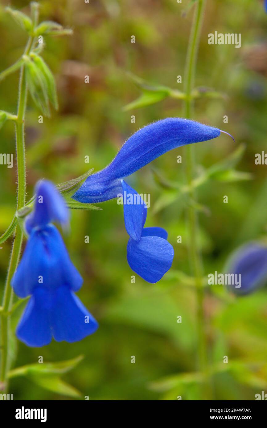 Fleurs bleues de la sauge païenne ornementale à moitié robuste, la sauge qui s'étend Banque D'Images