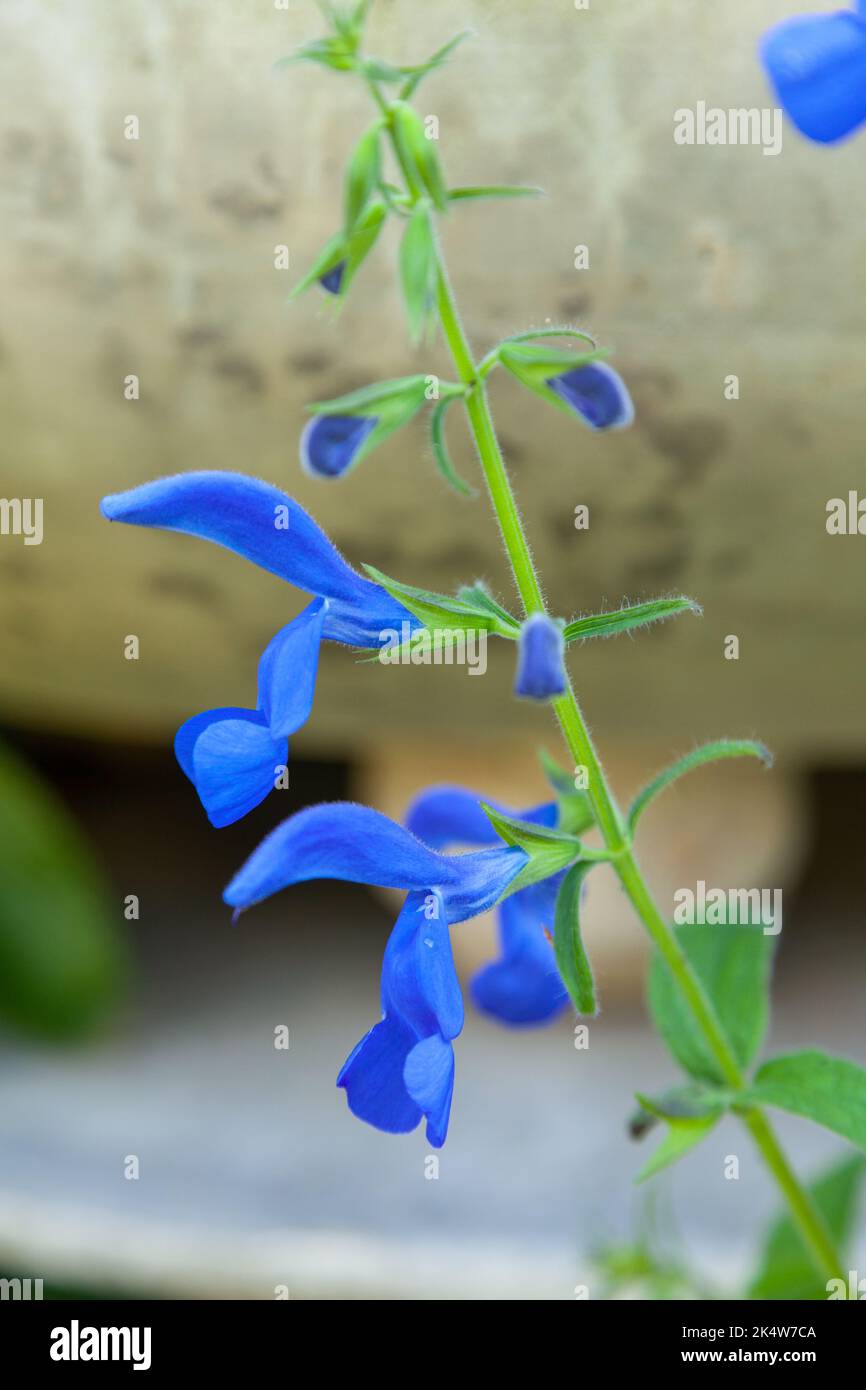 Fleurs bleues de la sauge païenne ornementale à moitié robuste, la sauge qui s'étend Banque D'Images