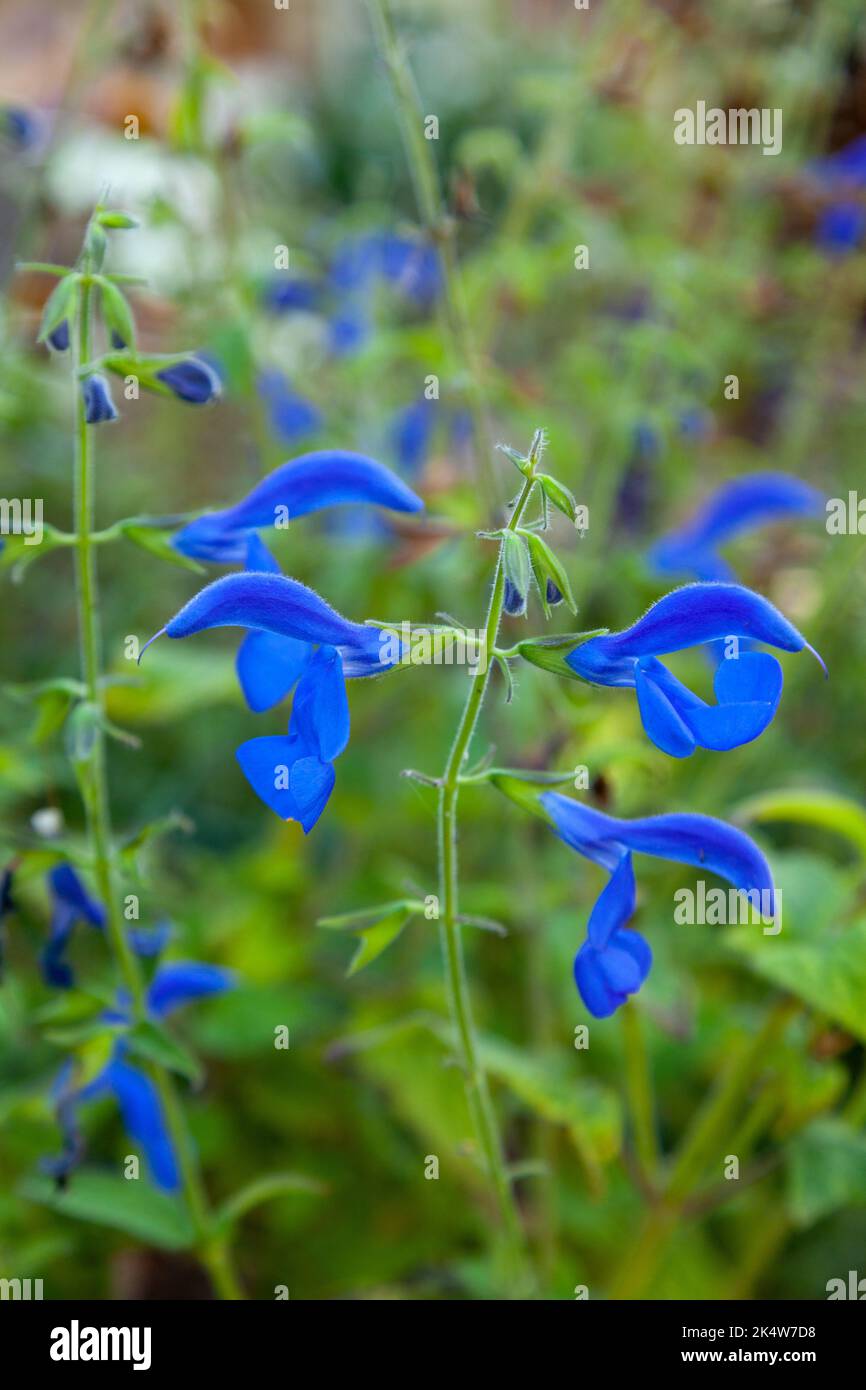 Fleurs bleues de la sauge païenne ornementale à moitié robuste, la sauge qui s'étend Banque D'Images