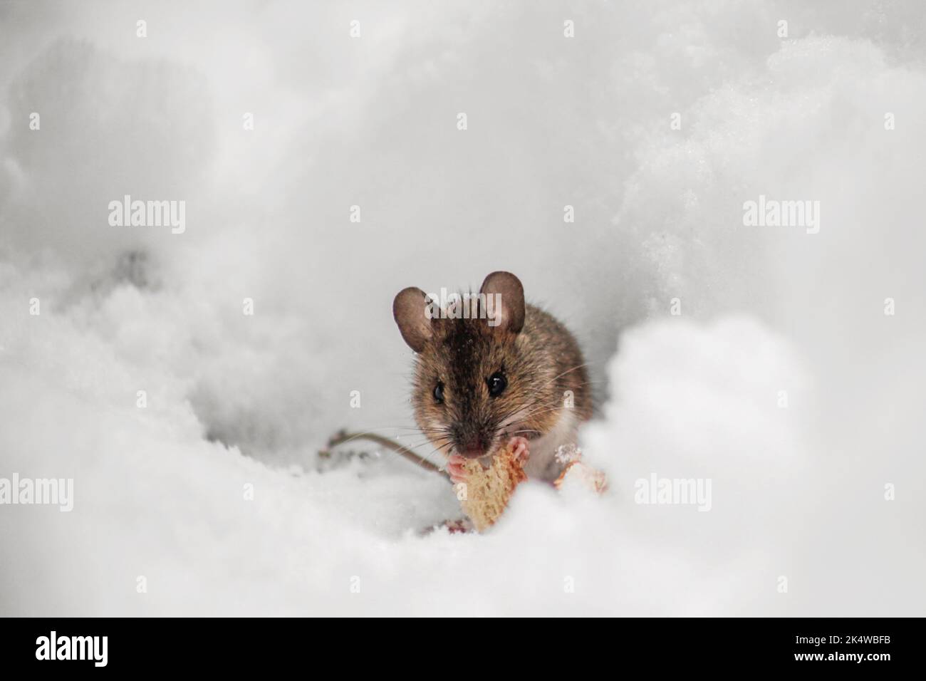 Gros plan d'une petite souris grise mangeant du pain dans la neige d'hiver, Bulgarie Banque D'Images