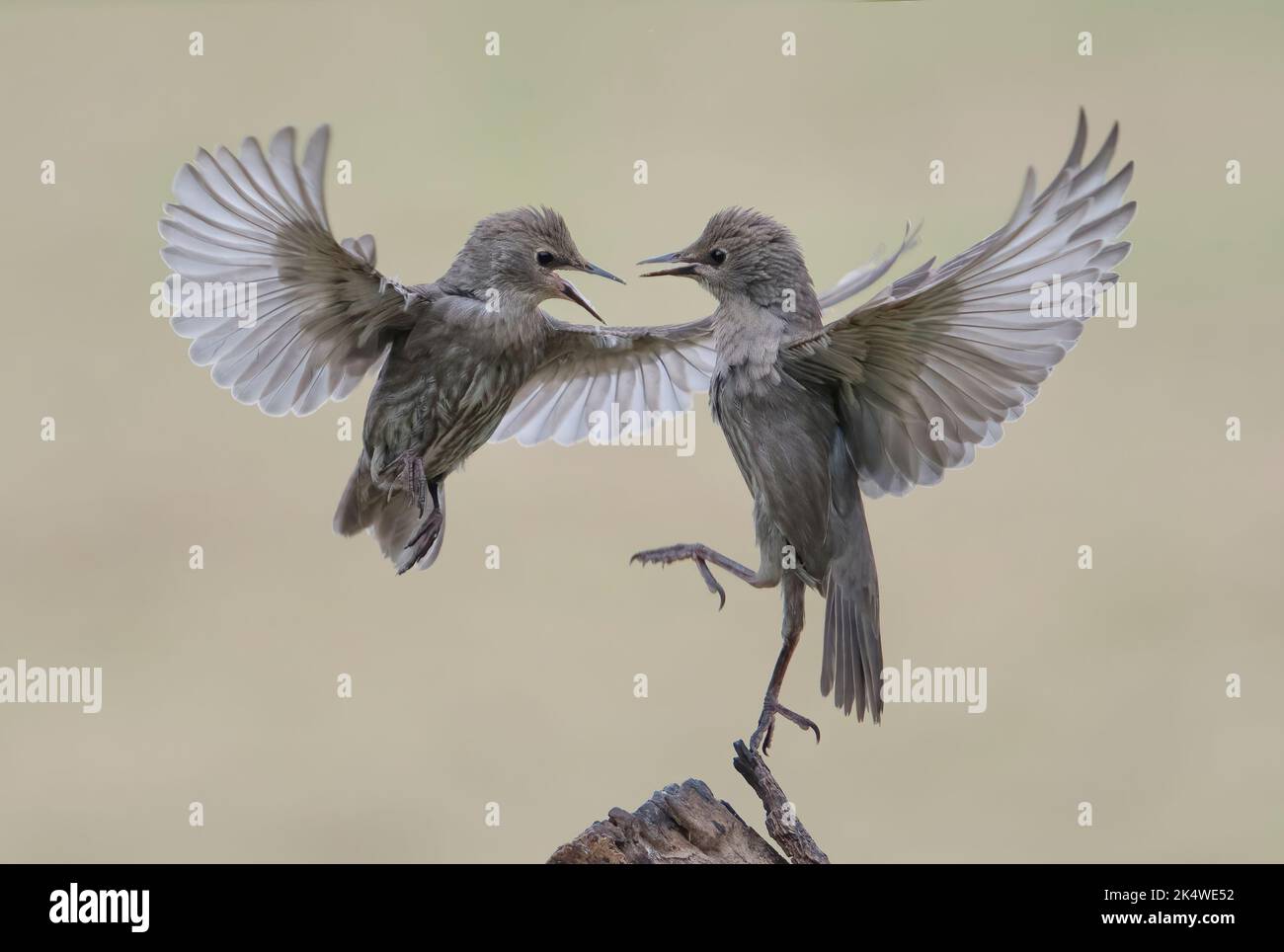 Deux jeunes, les Étourneaux Sturnus vulgaris, de se quereller, Lancashire, UK Banque D'Images