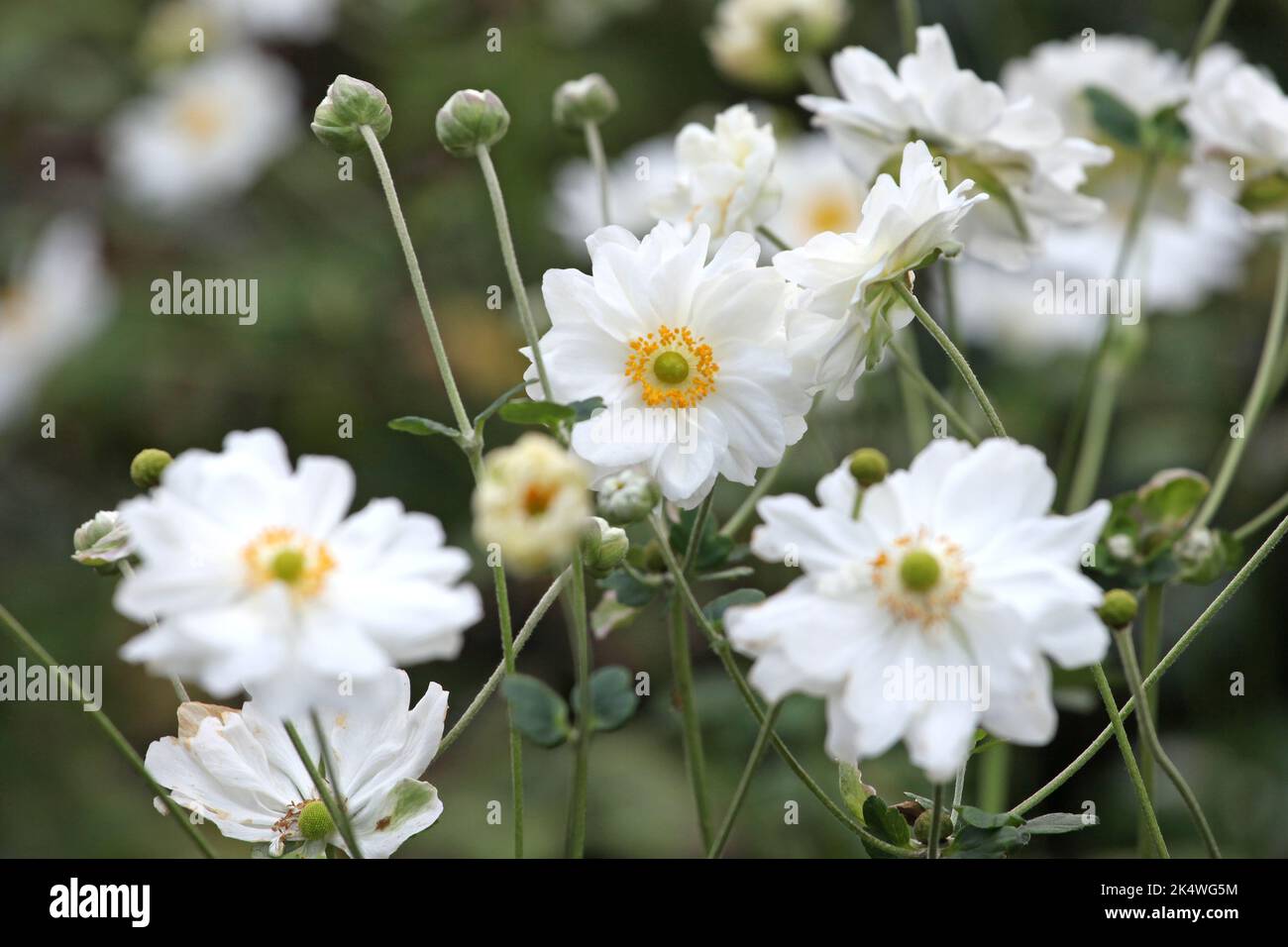 Anémone japonaise « tourbillon » en fleur. Banque D'Images