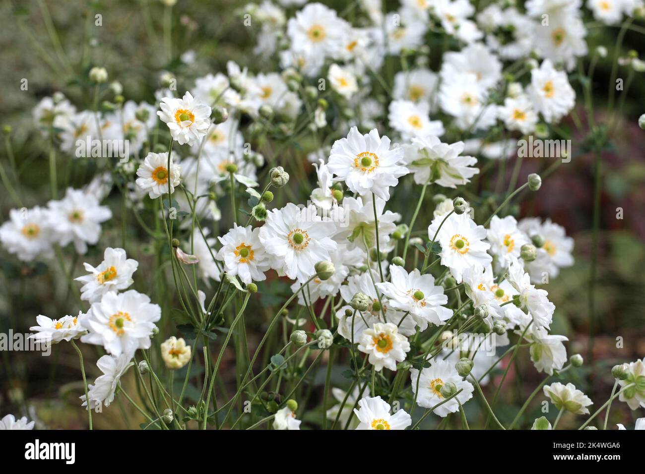 Anémone japonaise « tourbillon » en fleur. Banque D'Images