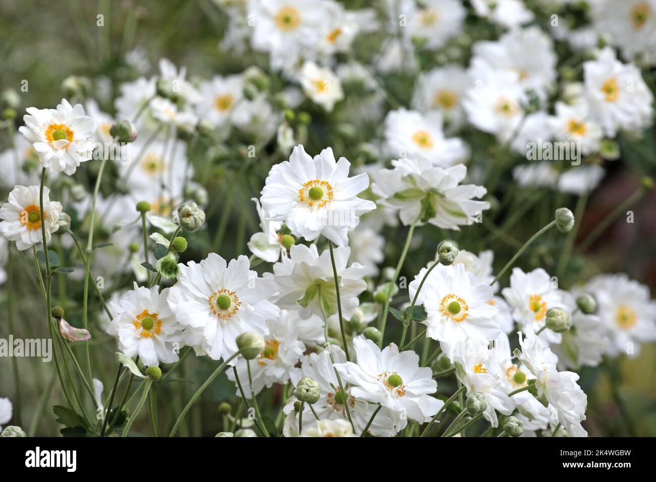 Anémone japonaise « tourbillon » en fleur. Banque D'Images