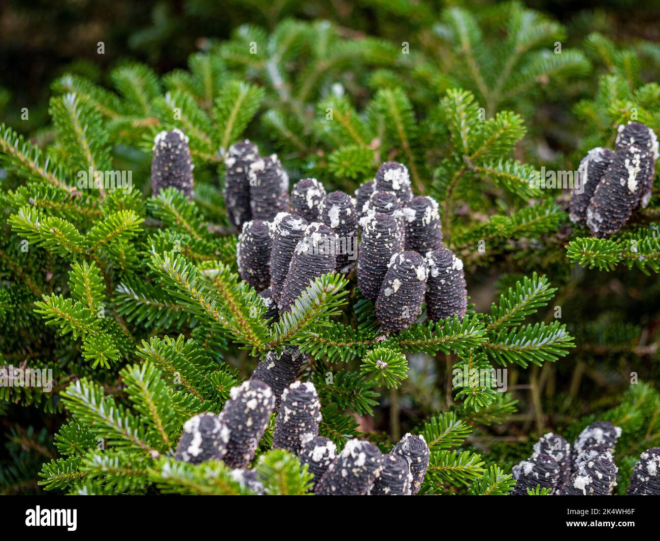 Gros plan sur les cônes gris foncé, presque noirs de sapin de l'arbre de Fir coréen poussant dans un jardin britannique. Banque D'Images