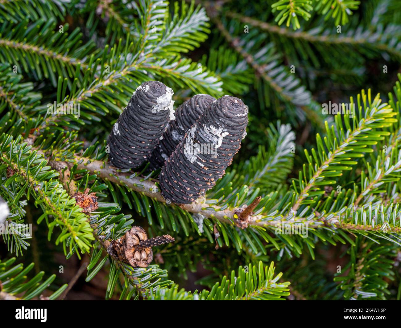 Gros plan sur les cônes gris foncé, presque noirs de sapin de l'arbre de Fir coréen poussant dans un jardin britannique. Banque D'Images