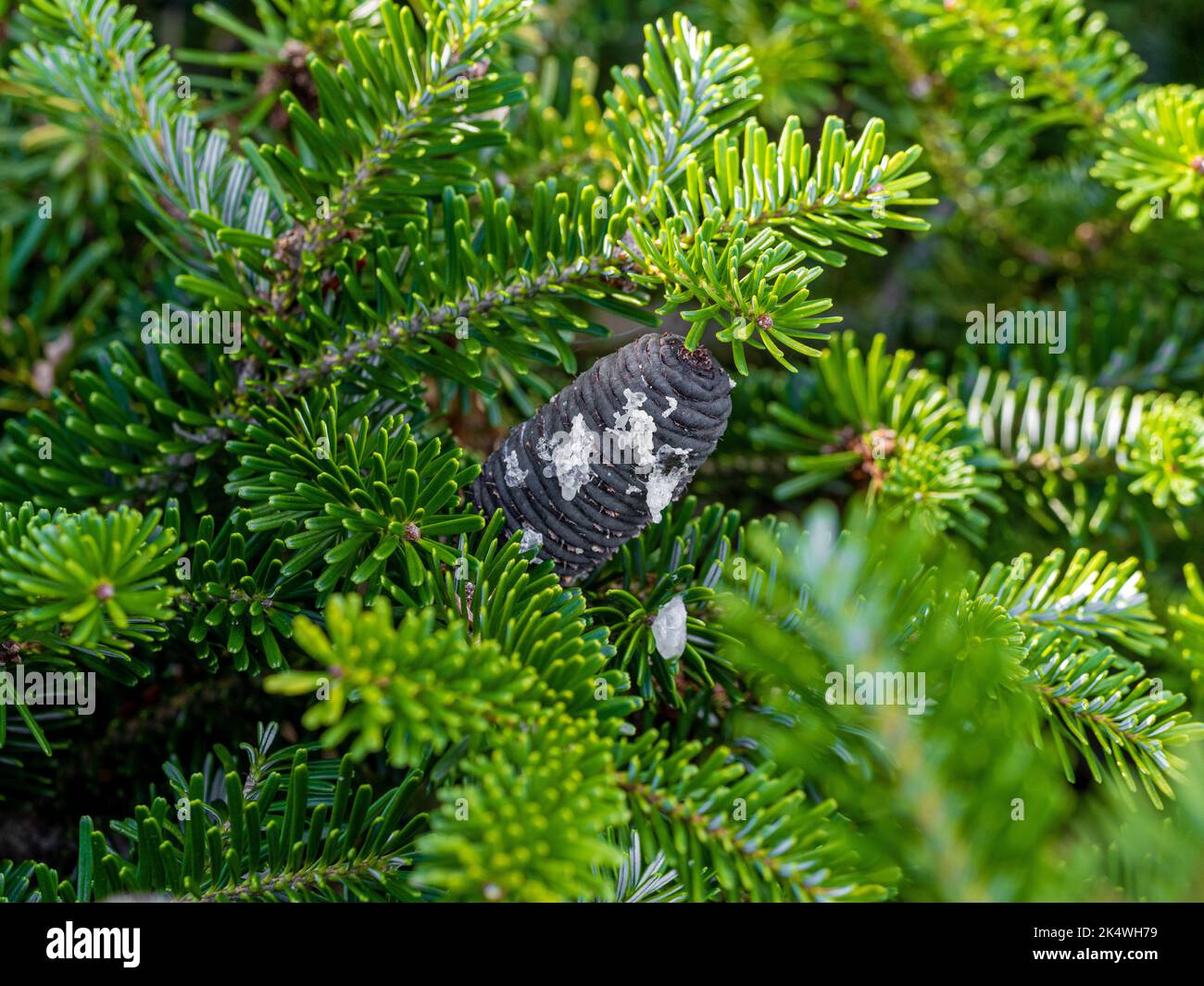 Gros plan sur les cônes gris foncé, presque noirs de sapin de l'arbre de Fir coréen poussant dans un jardin britannique. Banque D'Images