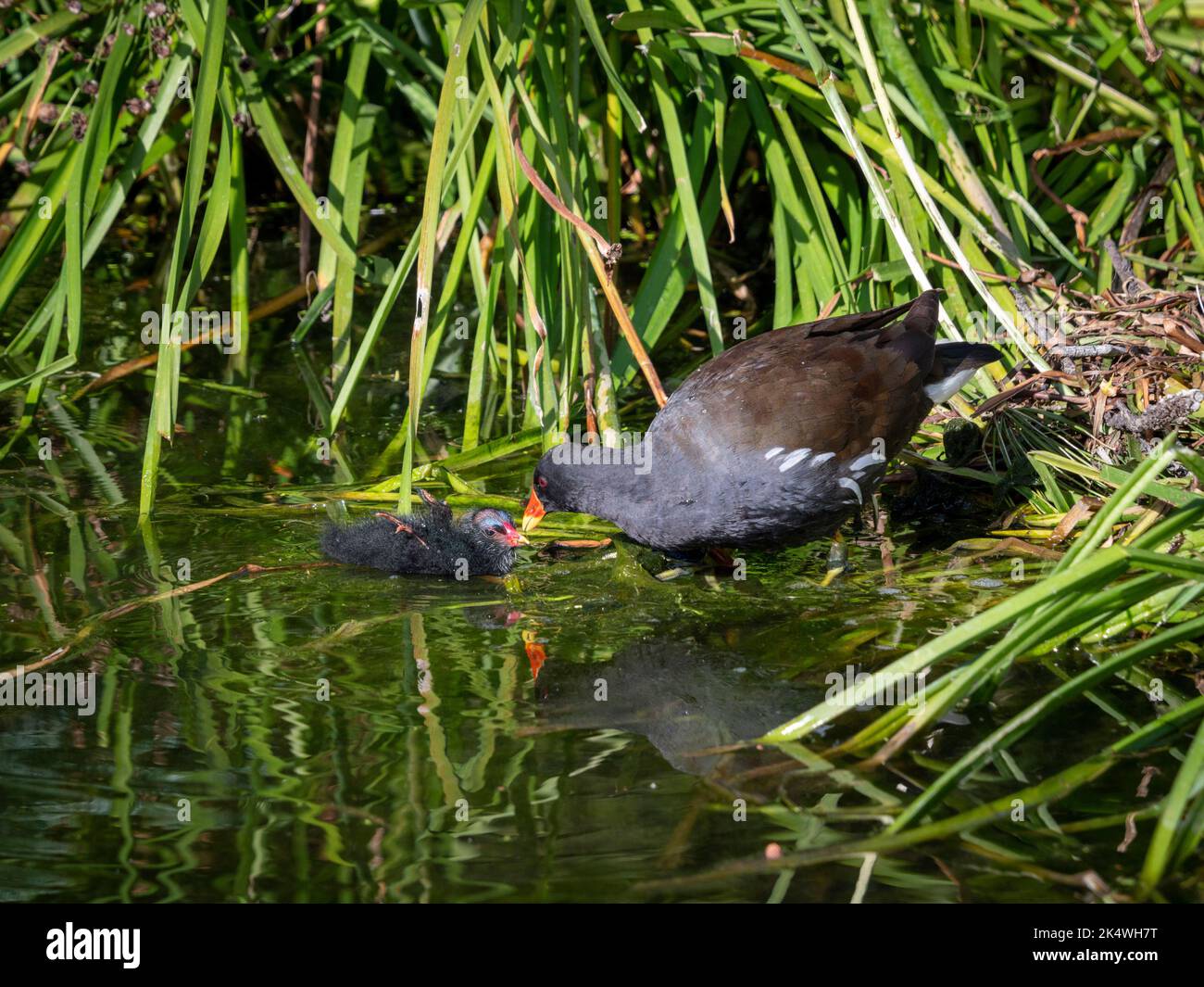 La moorhen adulte qui nourrit sa poussin, dans l'eau, près de la rive d'un lac britannique. Banque D'Images