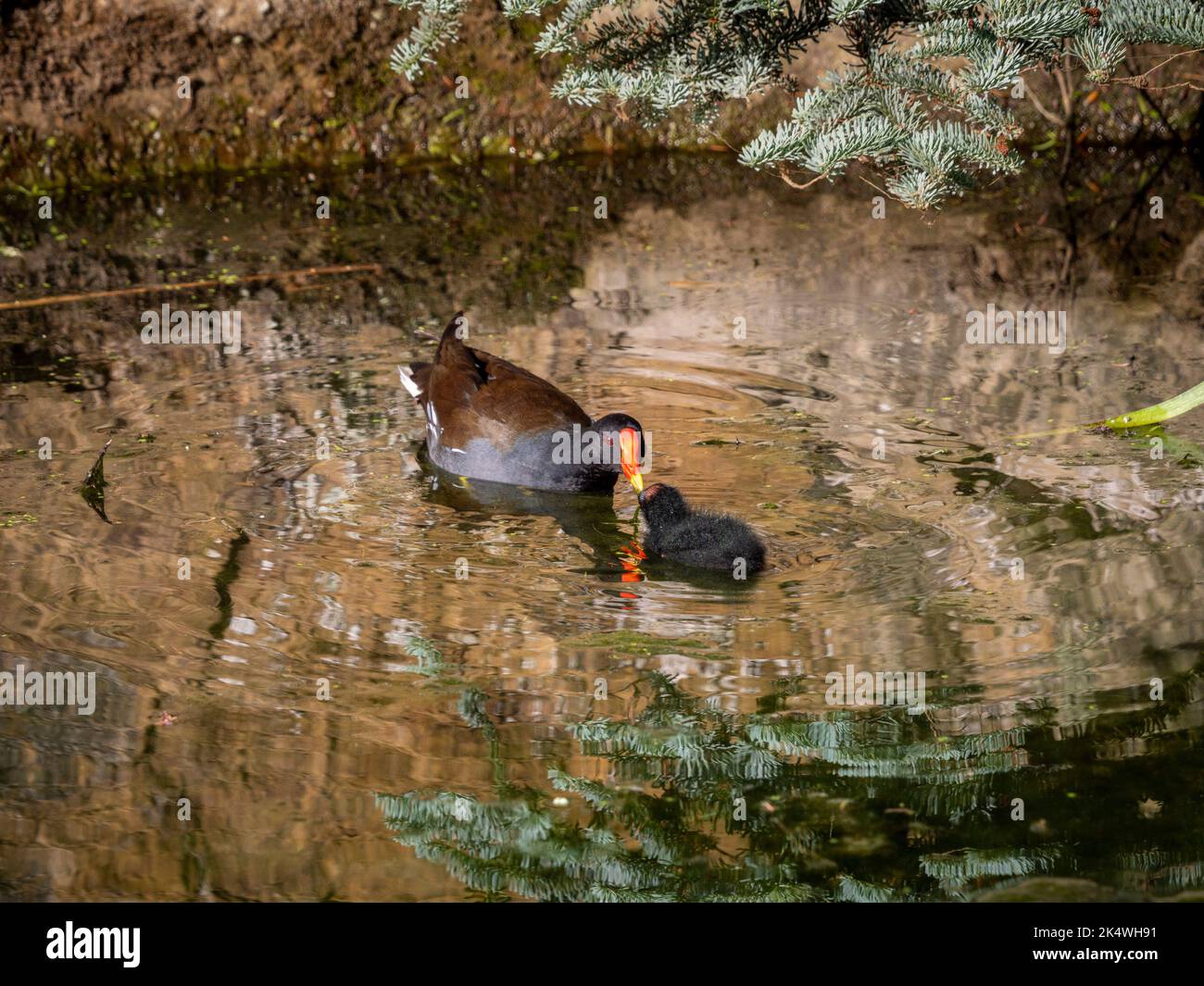 La moorhen adulte qui nourrit sa poussin, dans l'eau, près de la rive d'un lac britannique. Banque D'Images