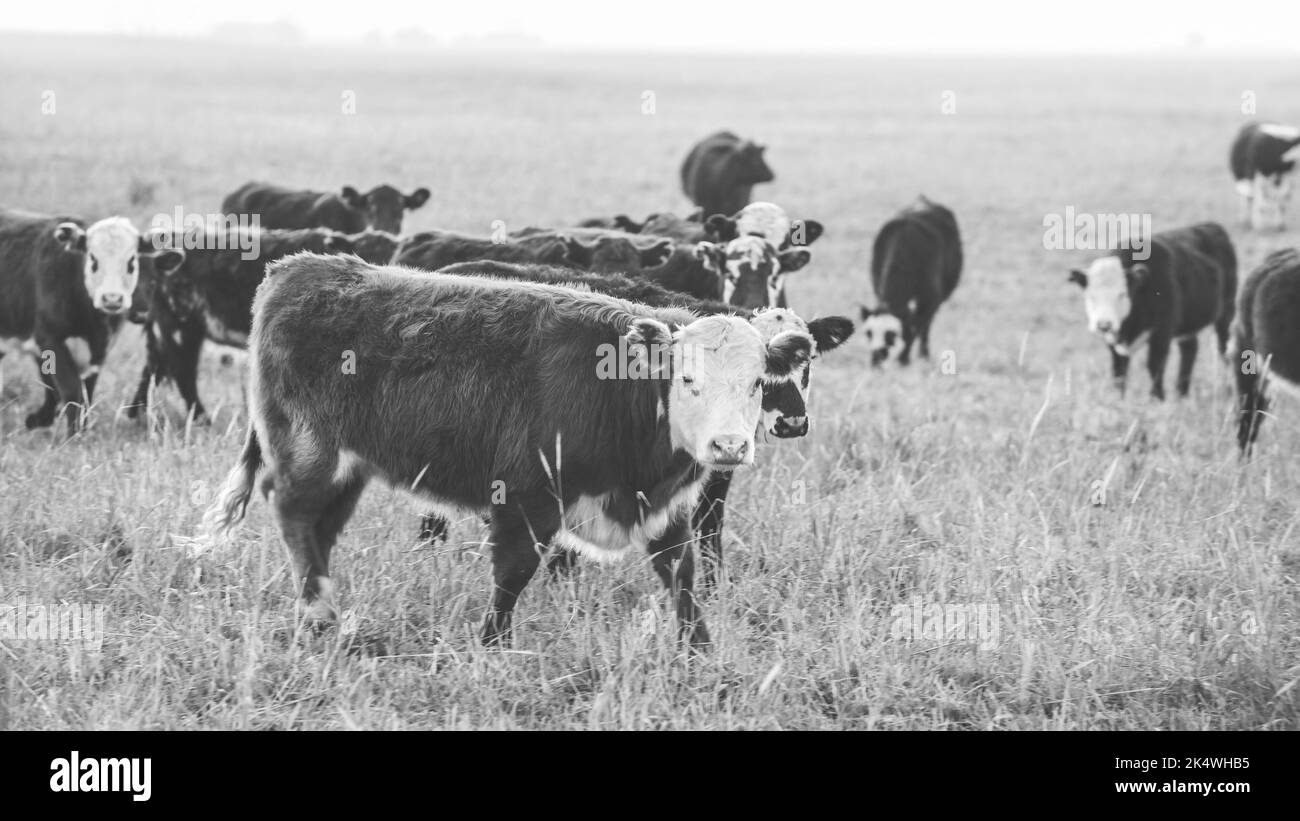 Vaches élevées avec des pâturages naturels, production de viande dans la campagne Argentine, province de la Pampa, Argentine. Banque D'Images