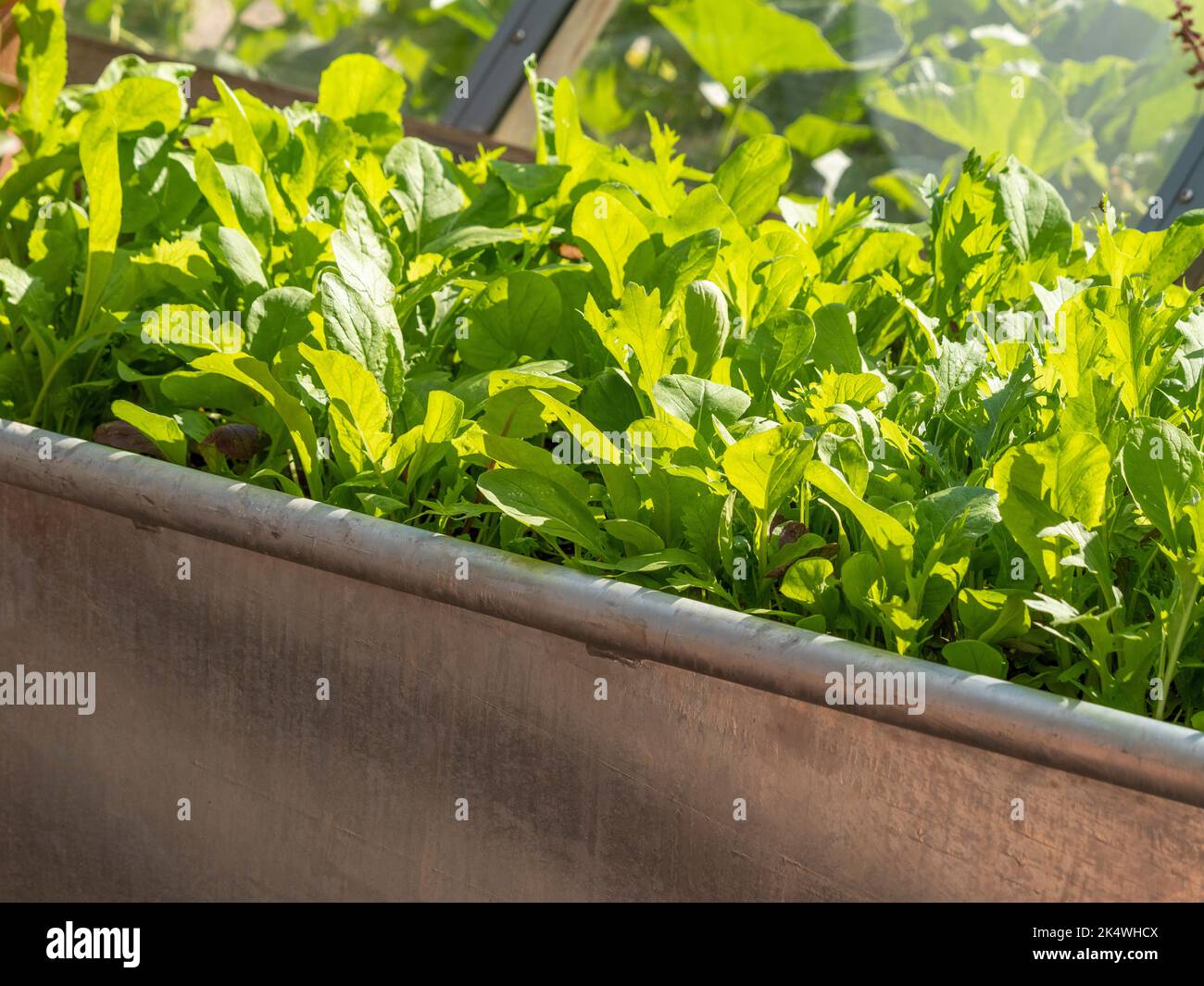 Le bac de la ferme galvanisé a été réaffecté comme contenant pour y faire pousser les feuilles de salade. Banque D'Images