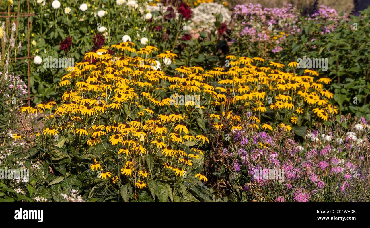 rudbeckia jaune poussant dans un lit de fleurs du Royaume-Uni plus tard l'été, dans des conditions de sécheresse. Banque D'Images