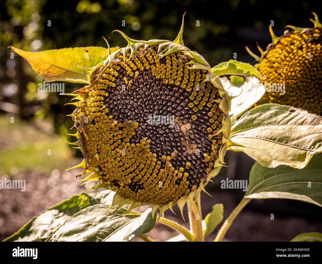 Têtes de graines de tournesol dans un jardin britannique, à la fin de l'été. Banque D'Images