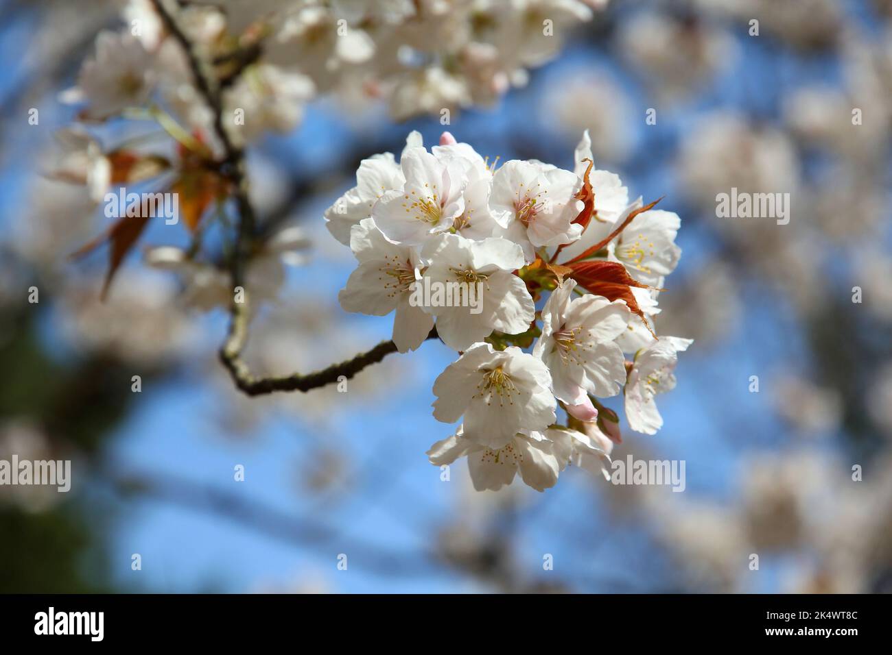 Printemps Kyoto, Japon. Cerisiers en fleurs (sakura) dans un parc. Cerisier. Banque D'Images