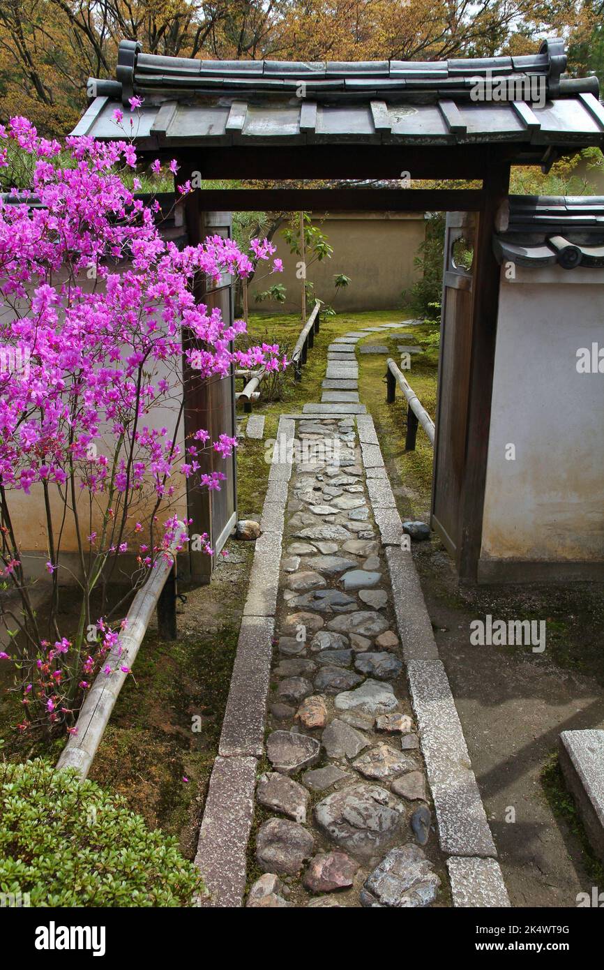 Point de repère de Kyoto au Japon. Fleur rose dans les jardins du Temple Daitokuji (Daitoku-ji) du quartier de Kita à Kyoto. Banque D'Images