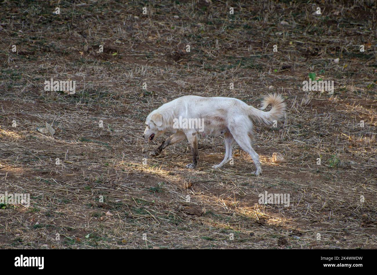 Chien solitaire errant dans la campagne Banque D'Images