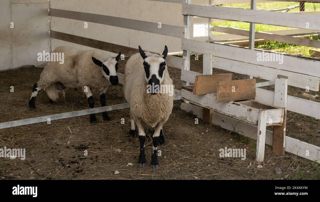 Kerry Hill mouton sur un pâturage sur une ferme Banque D'Images