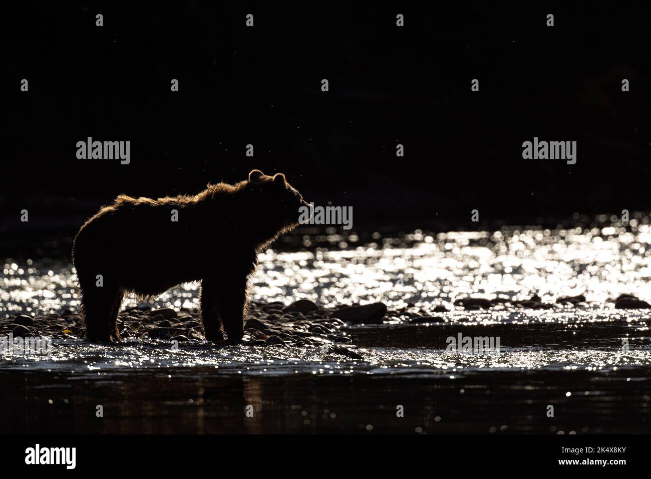 Silhouette d'un grizzli (Ursus arctos horribilis) situé dans la rivière Atnarko, sur la côte de la Colombie-Britannique, à Bella Coola, au Canada Banque D'Images