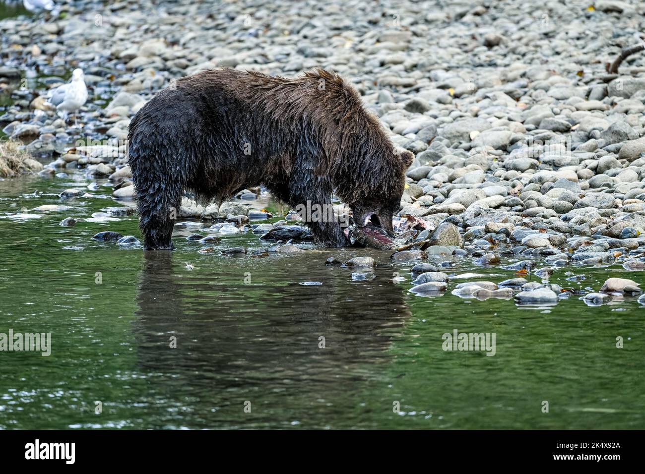 Un grizzli (Ursus arctos horribilis) a réussi à pêcher un saumon dans la rivière Atnarko, sur la côte de la Colombie-Britannique, à Bella Coola, au Canada Banque D'Images