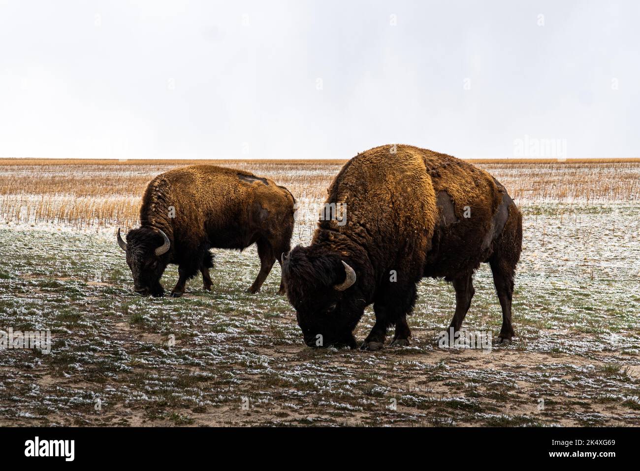 Une belle vue sur les bisons américains ou les buffles sur les pâturages dans un champ dans le parc de l'île d'Antelope, Utah Banque D'Images