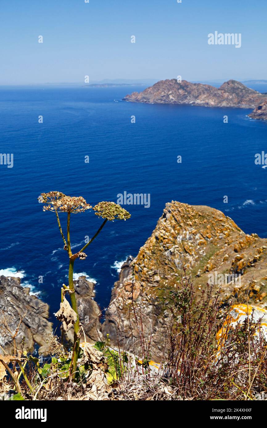 Plante de la famille des Apiaceae (persil de vache?) Et vue vers le nord depuis le sommet de Illa de Faro ou Montefaro, Îles Cies, Galice, Espagne. Banque D'Images