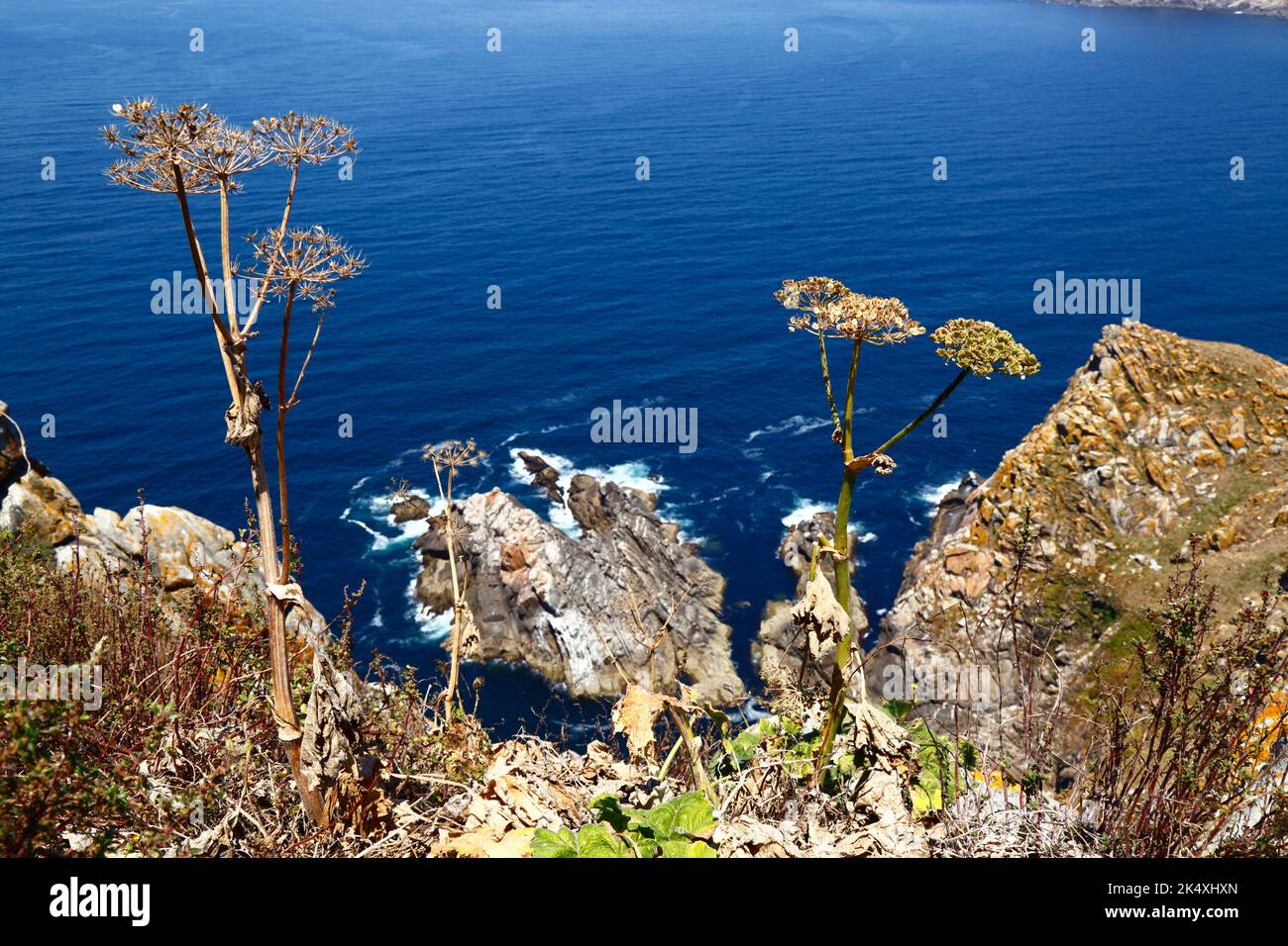 Plante de la famille des Apiaceae (persil de vache?) Juste au-dessous du sommet d'Illa de Faro ou de Montefaro, Îles Cies, Galice, Espagne. Banque D'Images
