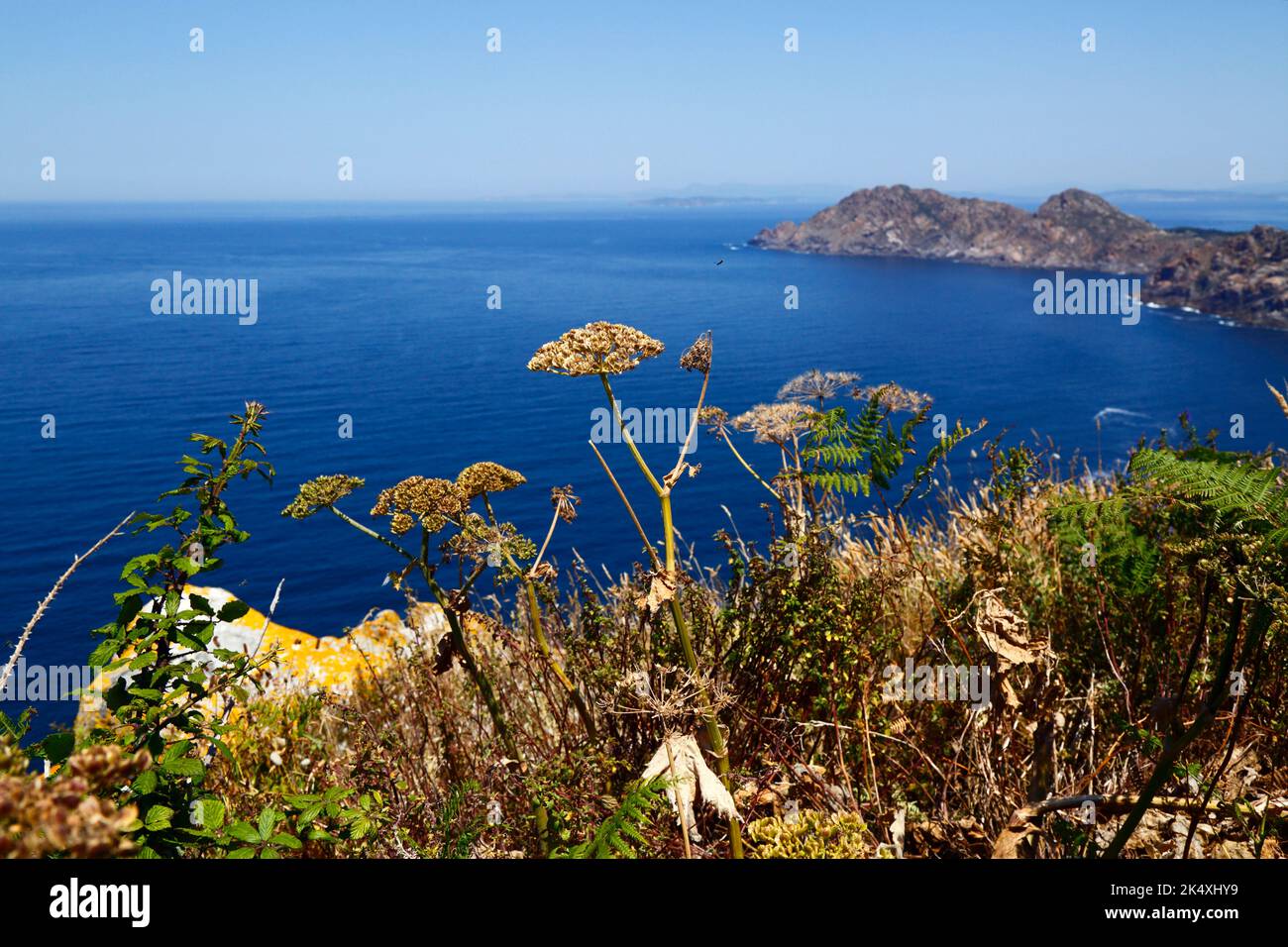 Plante de la famille des Apiaceae (persil de vache?) Et vue vers le nord depuis le sommet de Illa de Faro ou Montefaro, Îles Cies, Galice, Espagne. Banque D'Images
