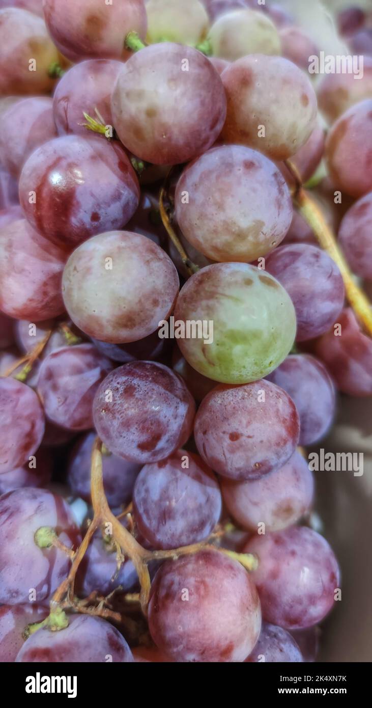 Vin rouge raisins fond, raisins pour la production de vin Banque D'Images