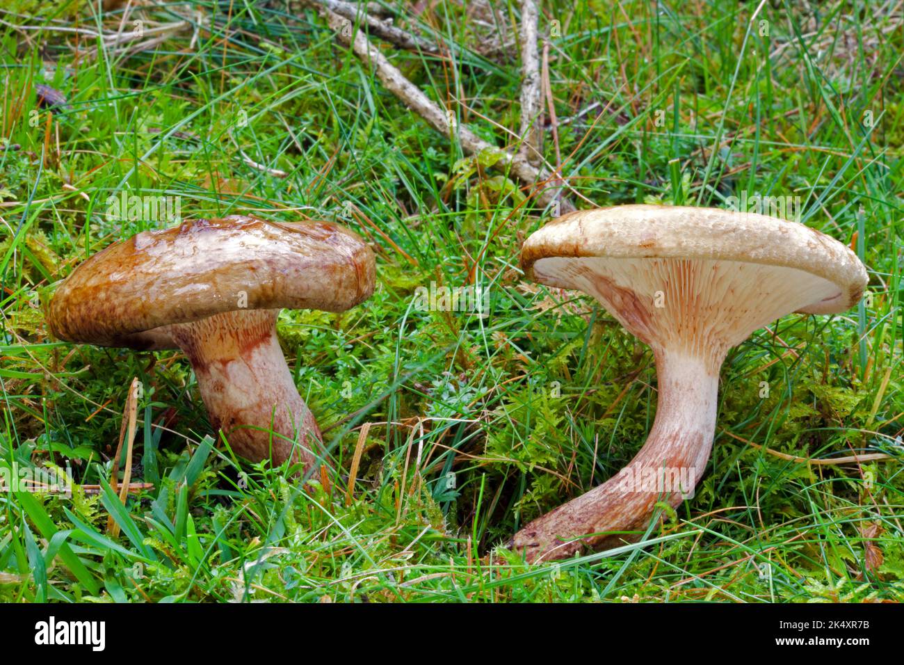 Paxillus involutus (bord roulé brun) est largement répandu dans l'hémisphère Nord et se trouve couramment dans les bois feuillus et conifères. Banque D'Images