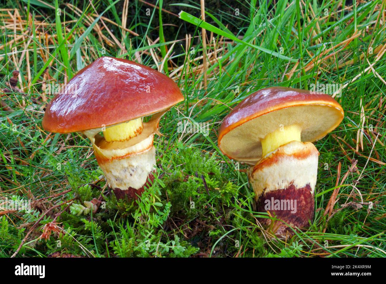 Suillus luteus (Jack glissant) est un champignon boléte originaire d'Eurasie. Il pousse dans les forêts de conifères et est une espèce comestible. Banque D'Images
