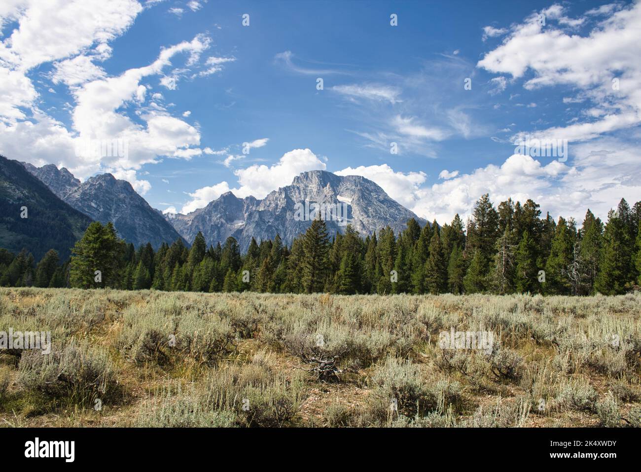 Paysage d'une prairie et forêt à feuilles persistantes avec le mont Moran montant au loin. Tiré de la participation du groupe de la cathédrale dans le parc national de Grand Teton. Banque D'Images