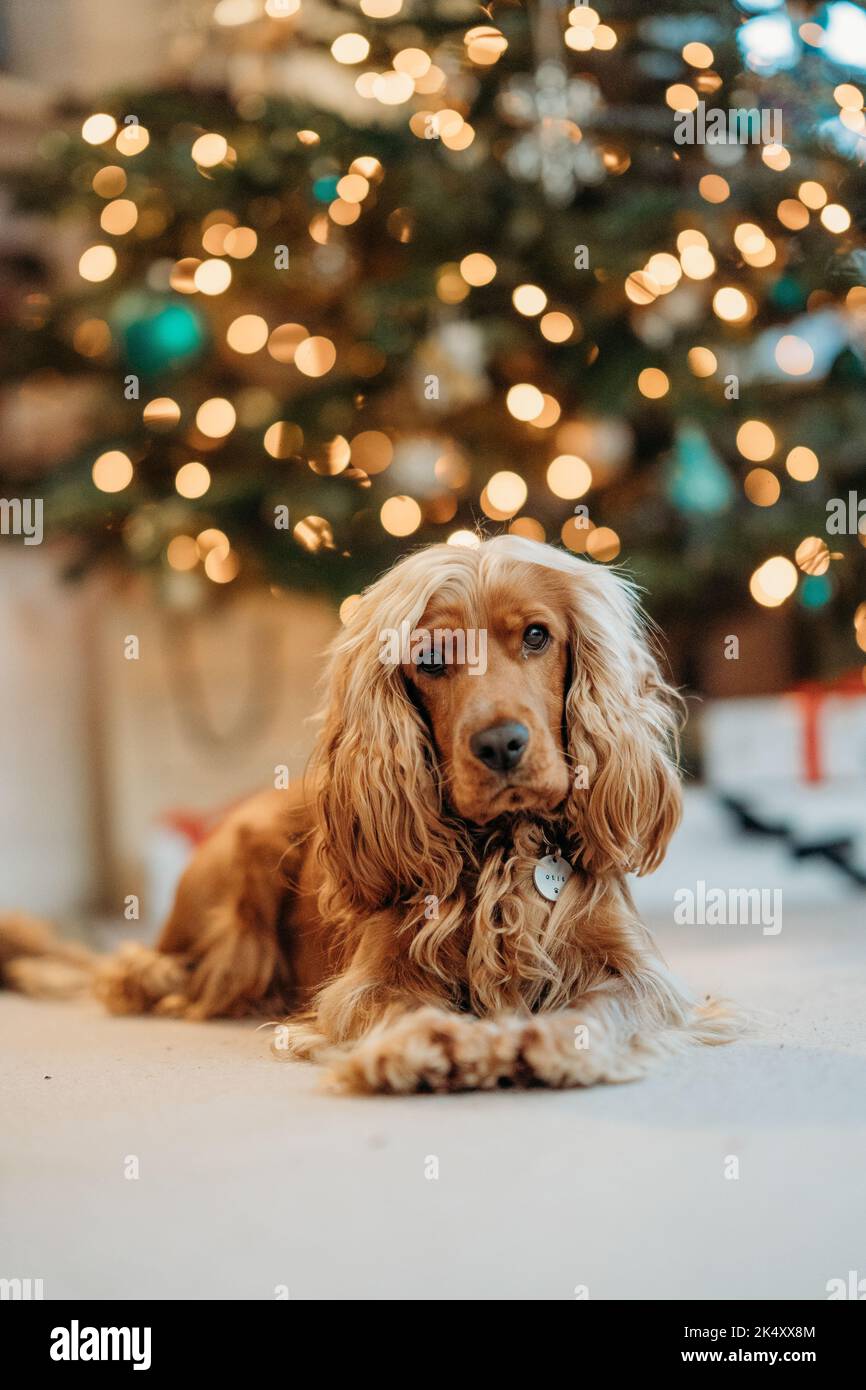 Le Cockerspaniel « Otis » était assis devant le sapin de Noël Banque D'Images