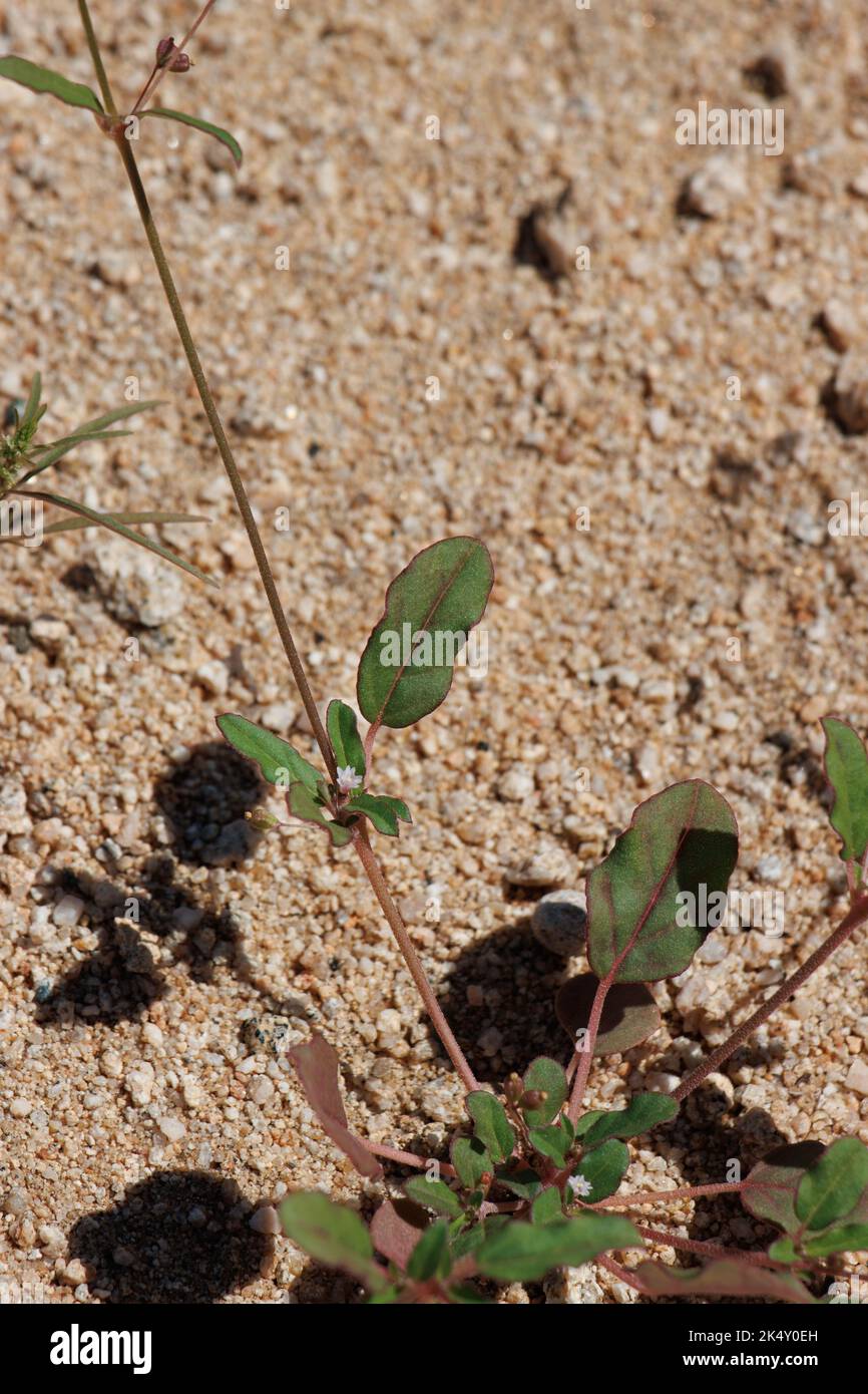 Vert opposé au sinuate de feuilles ovales glabres de Boerhavia triquetra, Nyctaginaceae, natif annuel dans les montagnes de Little San Bernardino, été. Banque D'Images