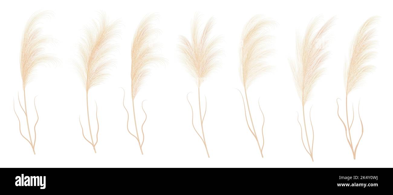 Branches de plantes vectorielles isolées à l'herbe Pampass. Panicule sèche Cortaderia selloana éléments floraux, herbes sauvages. Fleurs aux plumes, fleurs sauvages en pampass naturelles Illustration de Vecteur