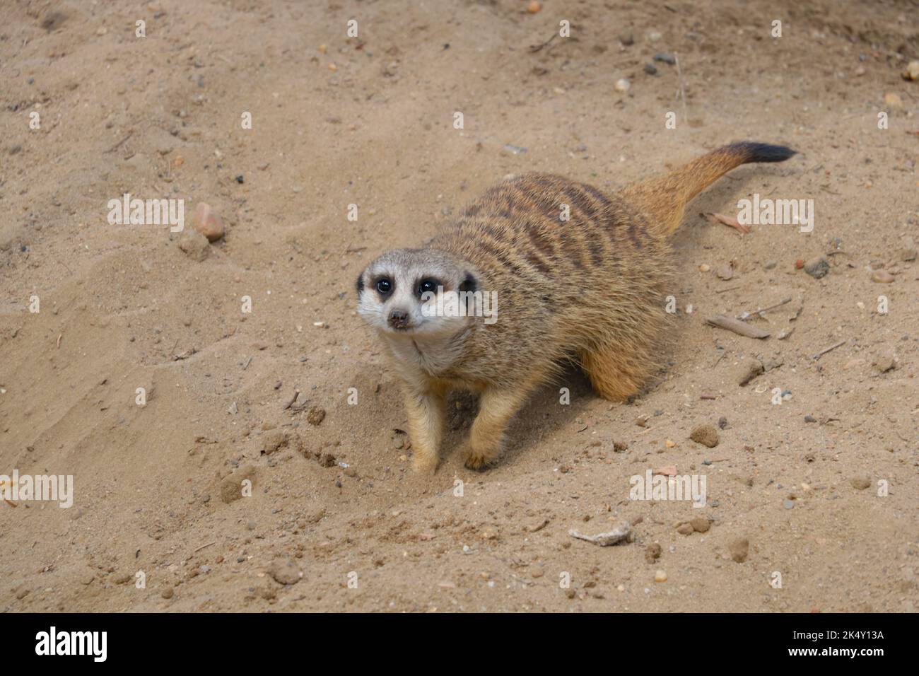 Le meerkat creuse dans le sable et regarde loin Banque D'Images