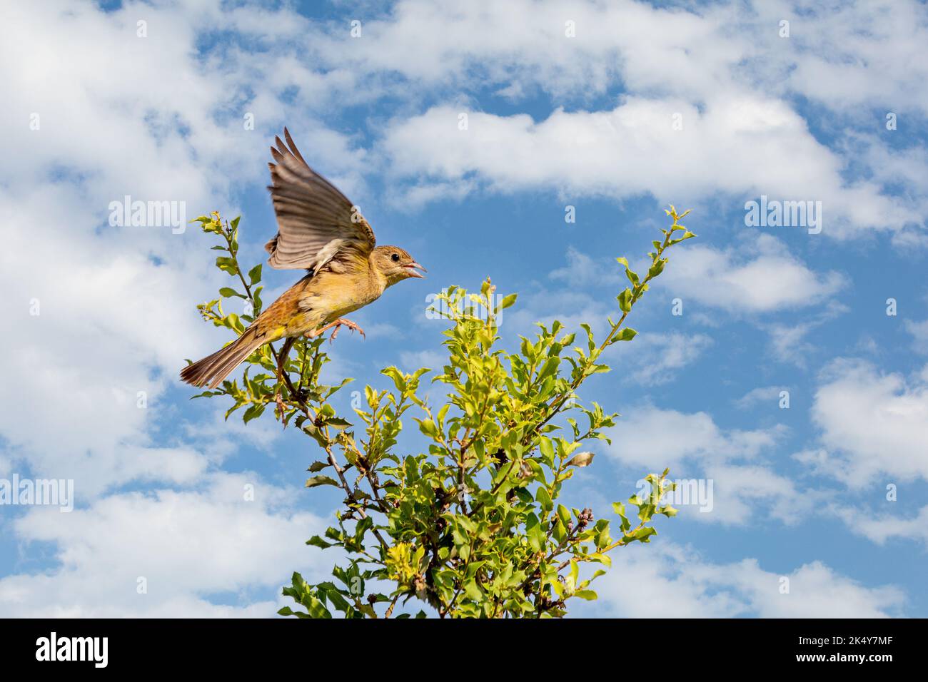 Le lapin à tête noire (Emberiza melanocephala) est un oiseau de passereau de la famille des Emberizidae. Banque D'Images