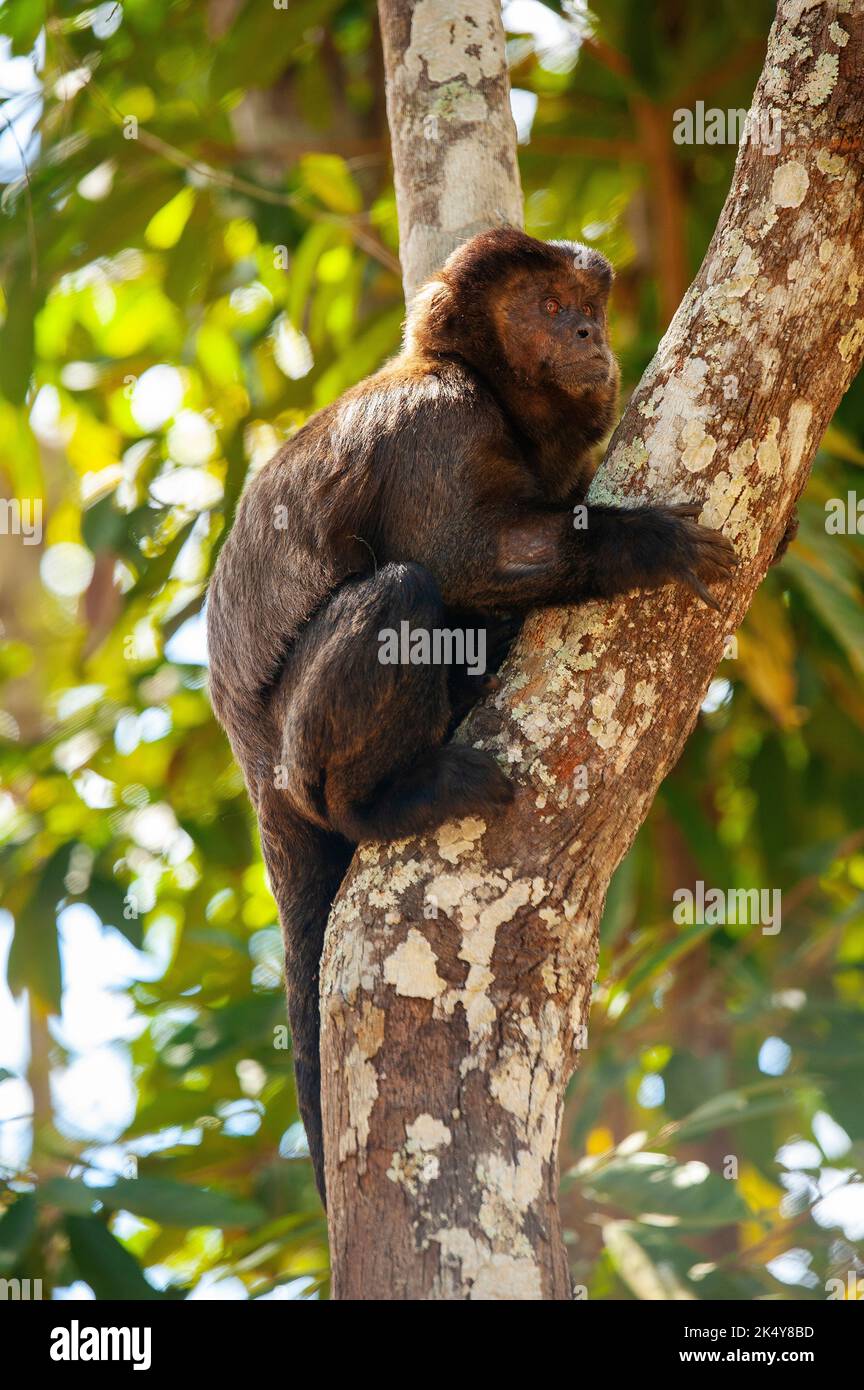 Capuchin Monkey (Cebus libidinosus) est un singe commom au Rio Doce Estate Park, Minas Gerais, Brésil Banque D'Images